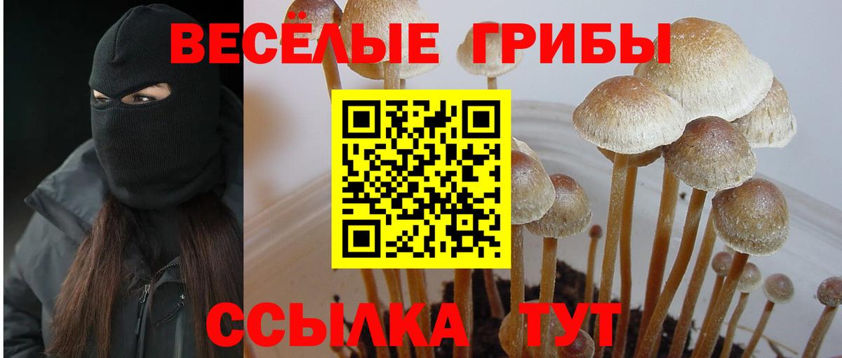 Псилоцибиновые грибы Psilocybine cubensis  Псилоцибиновые грибы Psilocybe  Курск  купить   Вход с VPN 